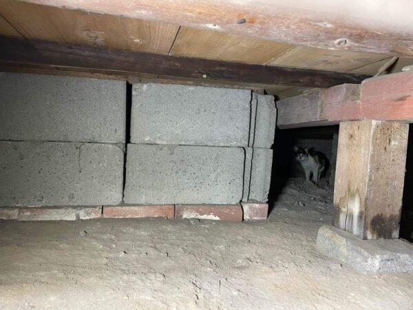 【山田の日刊ブログ】床下調査中